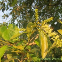 Terminalia chebula Retz.